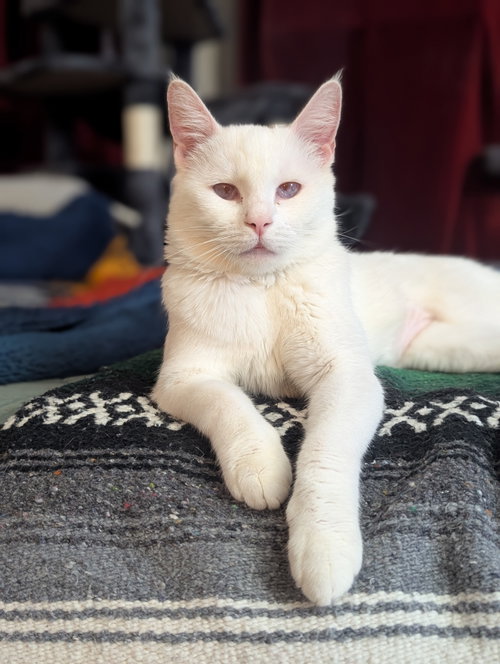 Vanilla, Adult Domestic Short Hair / Mixed (short coat), cat for adoption in Brentwood, California
