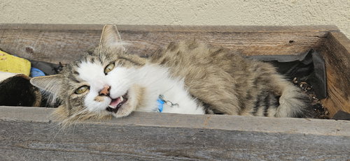 picture of the cat needing adoption