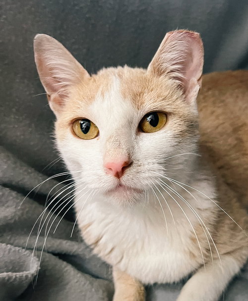 CJ, an adoptable Domestic Short Hair in San Jose, CA