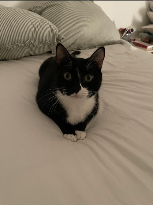 picture of the cat needing adoption
