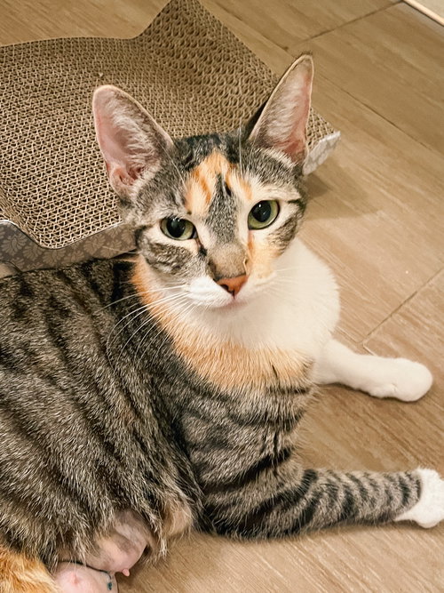 Millie Loo, Adult Domestic Short Hair / Mixed (short coat), cat for adoption in Oakley, California