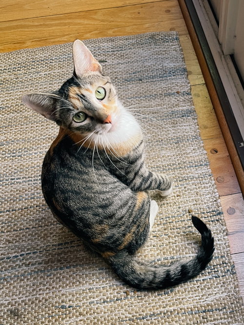 Millie Loo, an adoptable Domestic Short Hair in San Jose, CA