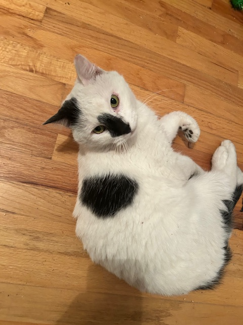 Patches (Courtesy Post)