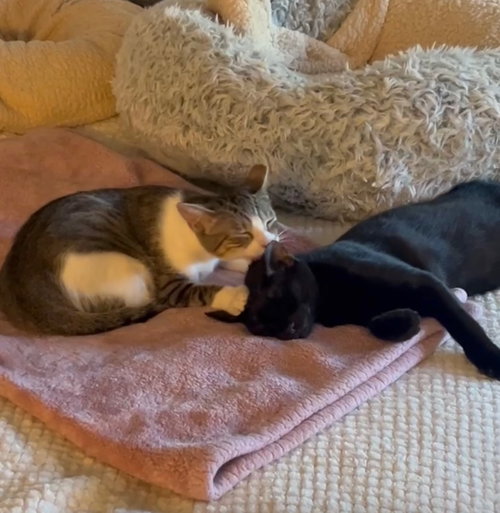 Binx & Nina (Courtesy Post), Adult Domestic Short Hair / Mixed (short coat), cat for adoption in Oakley, California