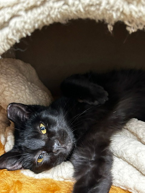 Photo 2 of Binx & Nina (Courtesy Post)