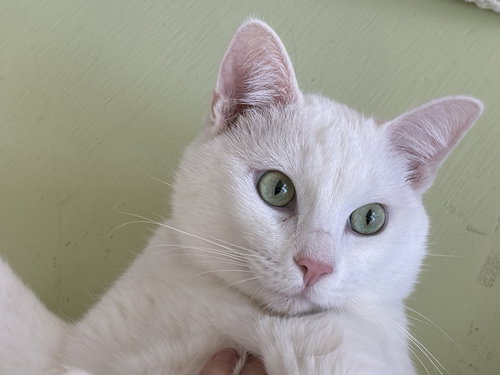Northstar (Courtesy Post), an adoptable Domestic Short Hair in San Jose, CA