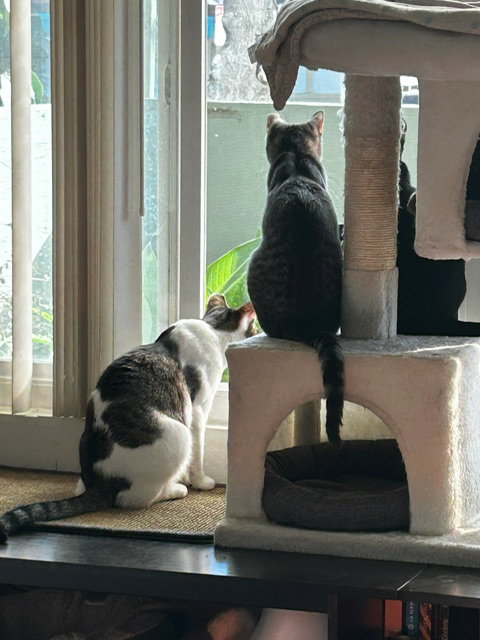 Photo 3 of Simon & Harvey (Courtesy Post)