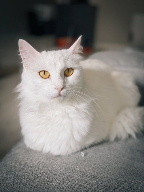 Mouse, Adult Domestic Long Hair / Mixed (long coat), cat for adoption in Cupertino, California