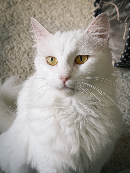 Mouse, Adult Domestic Long Hair / Mixed (long coat), cat for adoption in Oakley, California