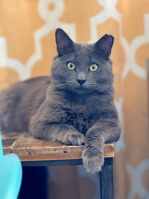 Baloo, Adult Domestic Medium Hair / Russian Blue / Mixed (short coat), cat for adoption in Oakley, California
