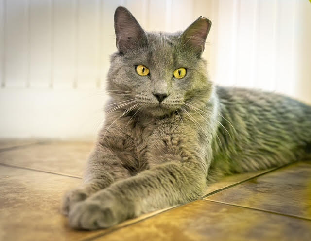 Baloo, photo 9