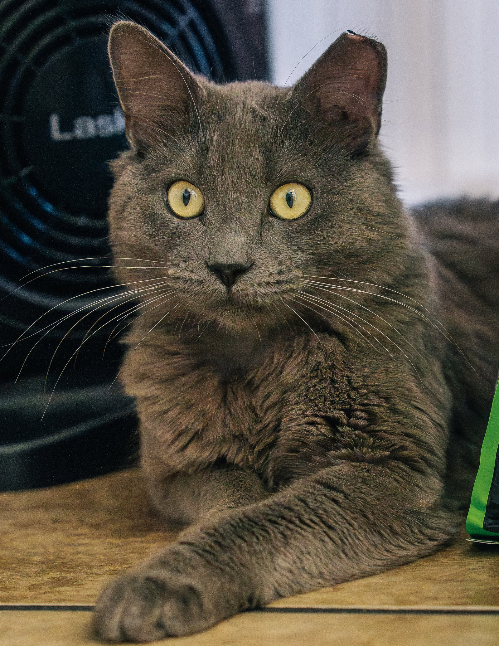 Baloo, photo 7