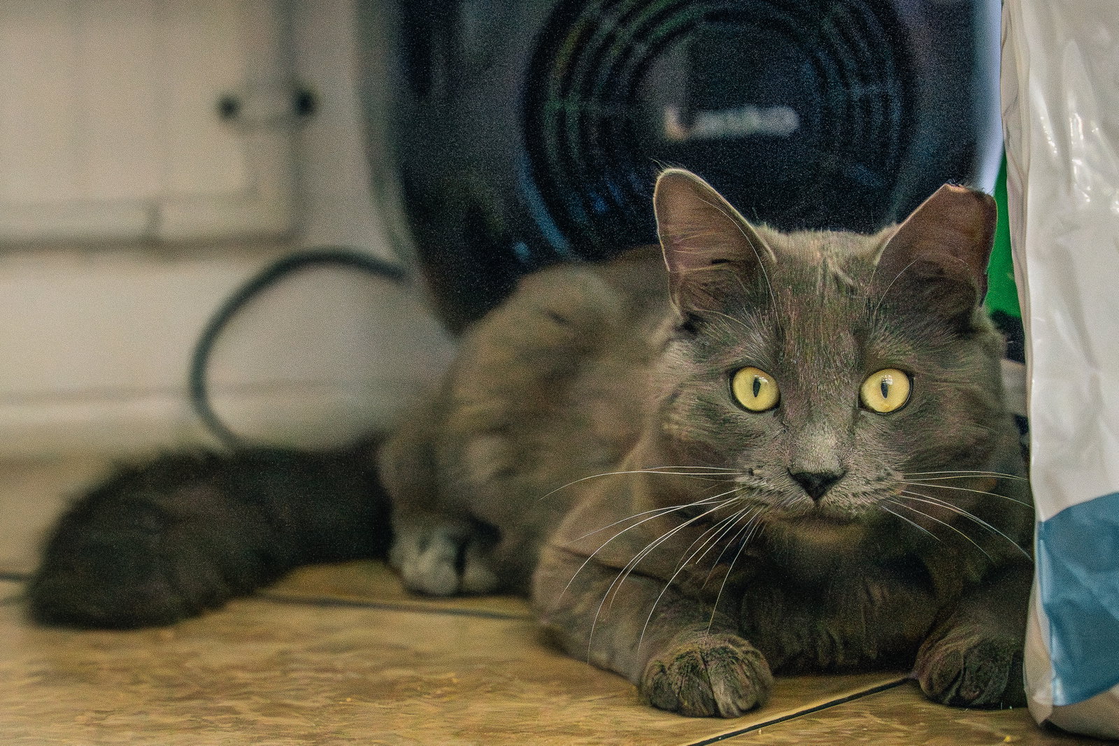 Baloo, photo 8