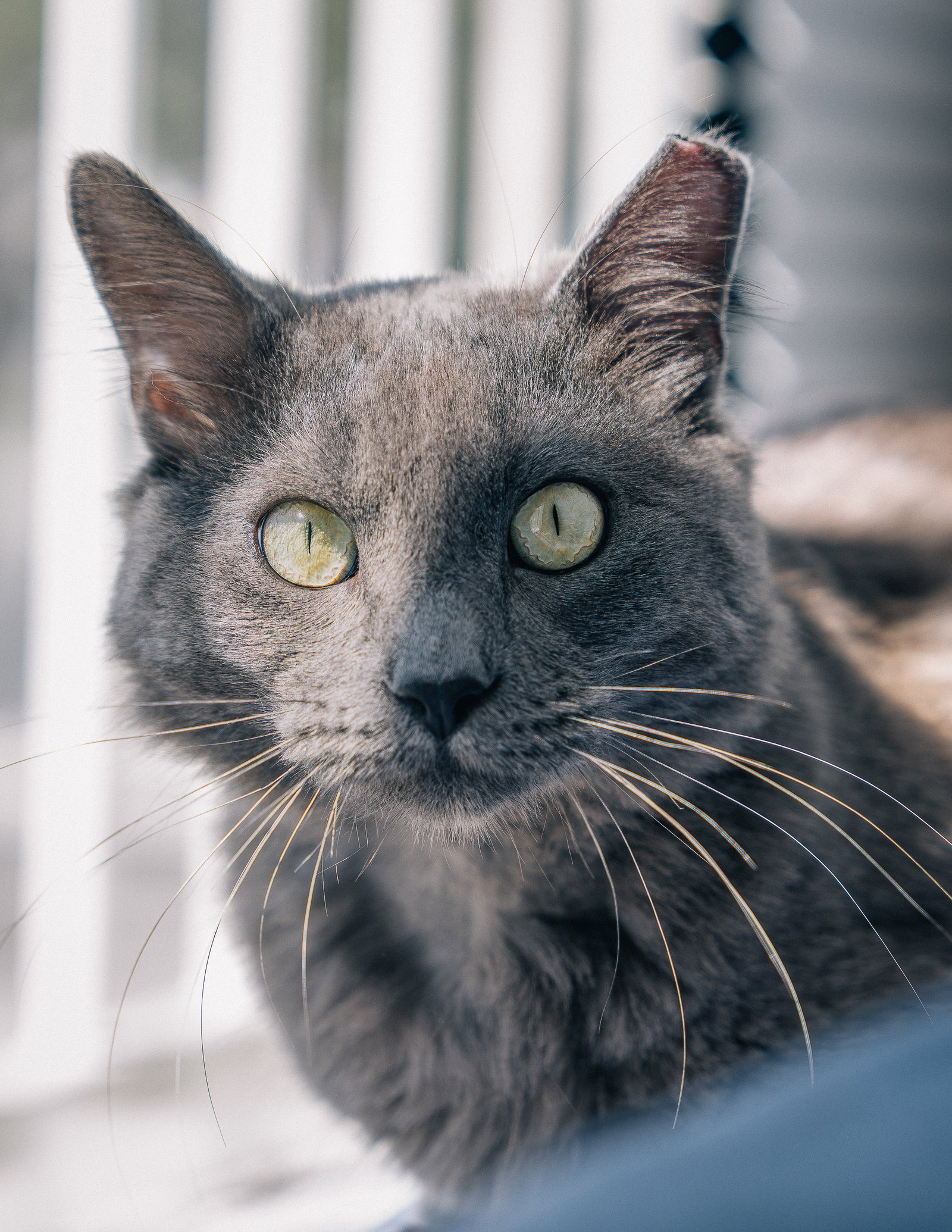 Baloo, photo 10