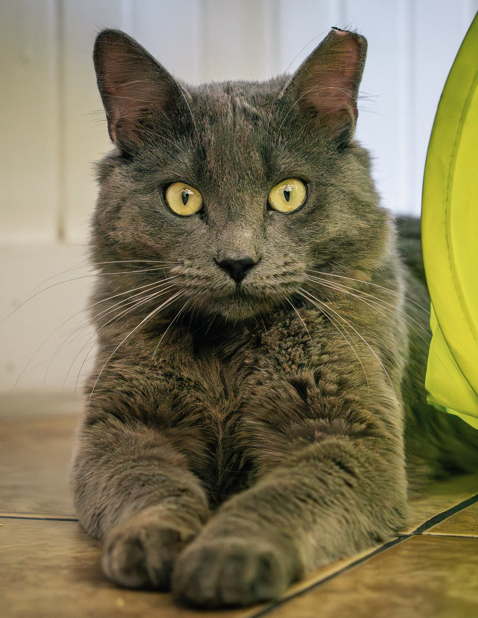 Baloo, photo 11