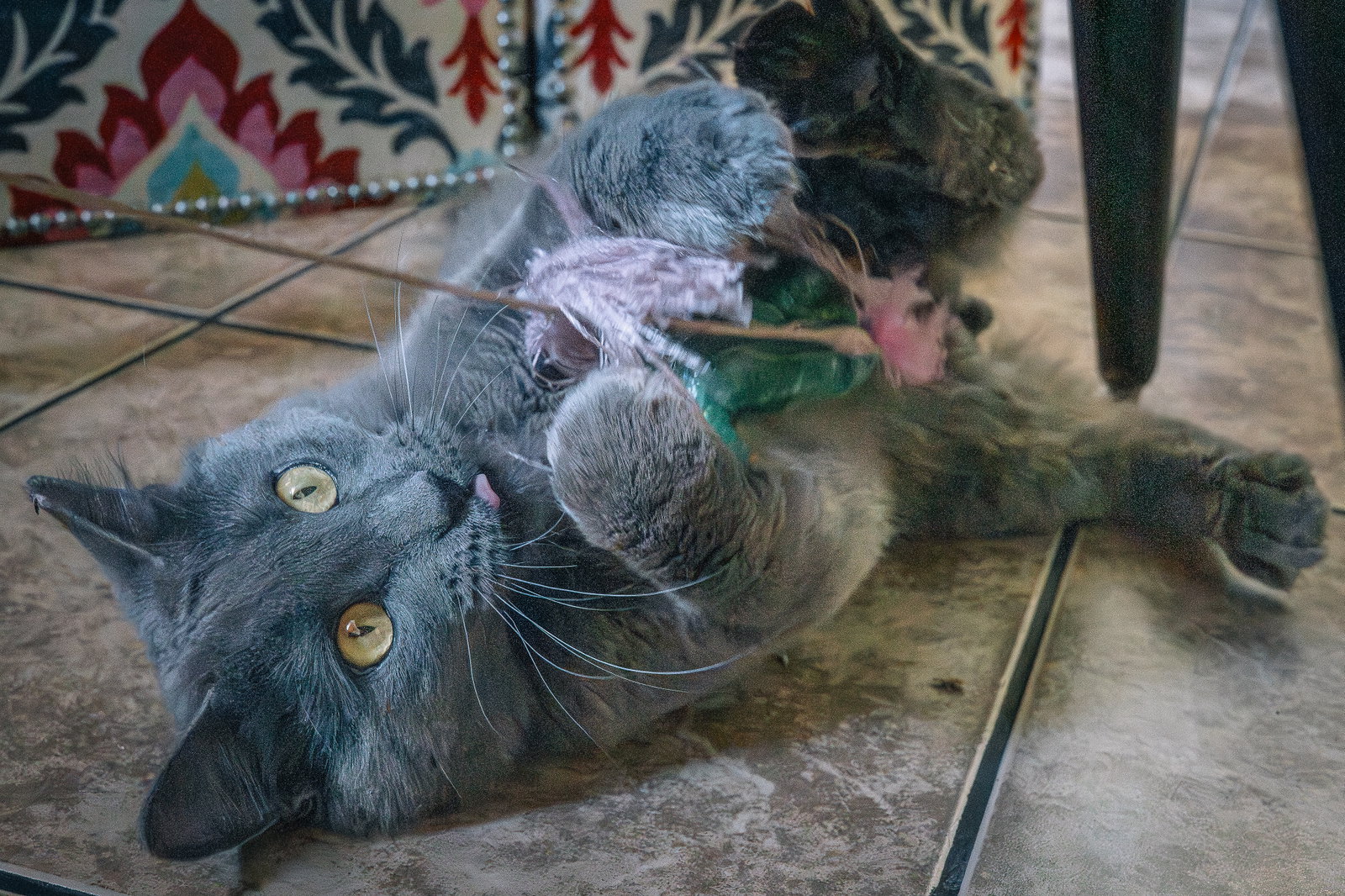 Baloo, photo 12