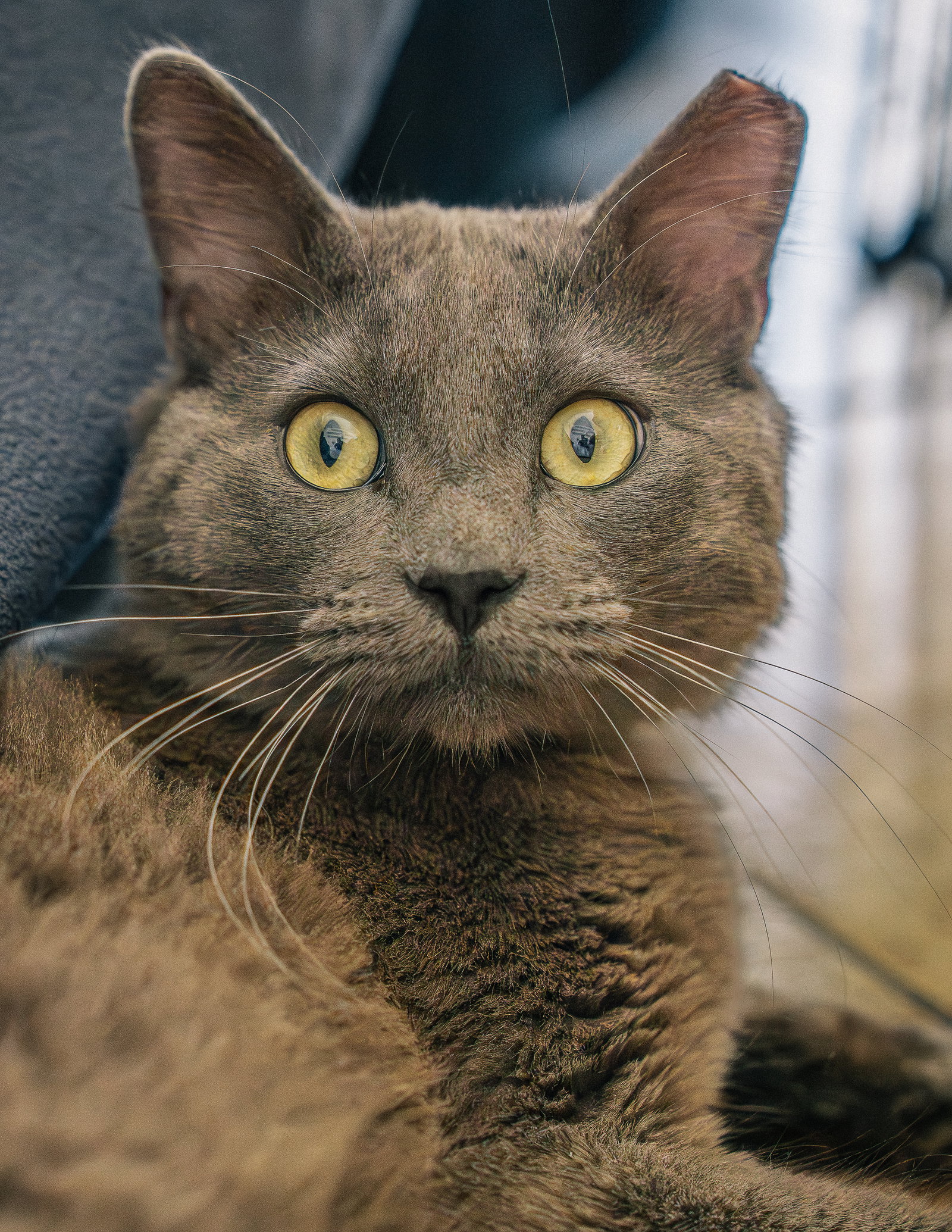 Baloo, photo 3