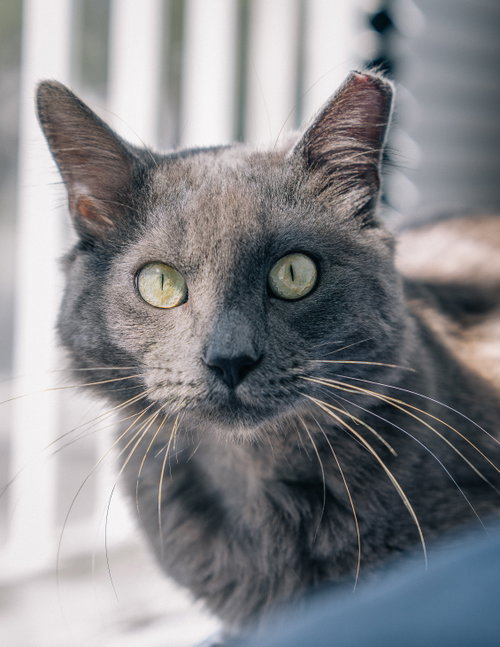 Baloo, a cat for adoption from The Dancing Cat