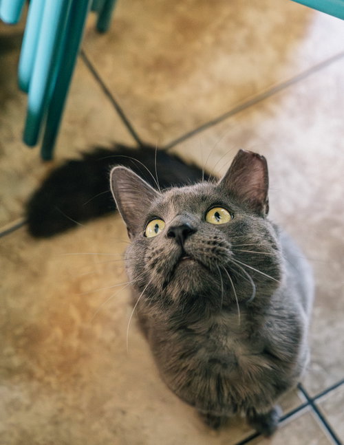 Photo 4 of Baloo