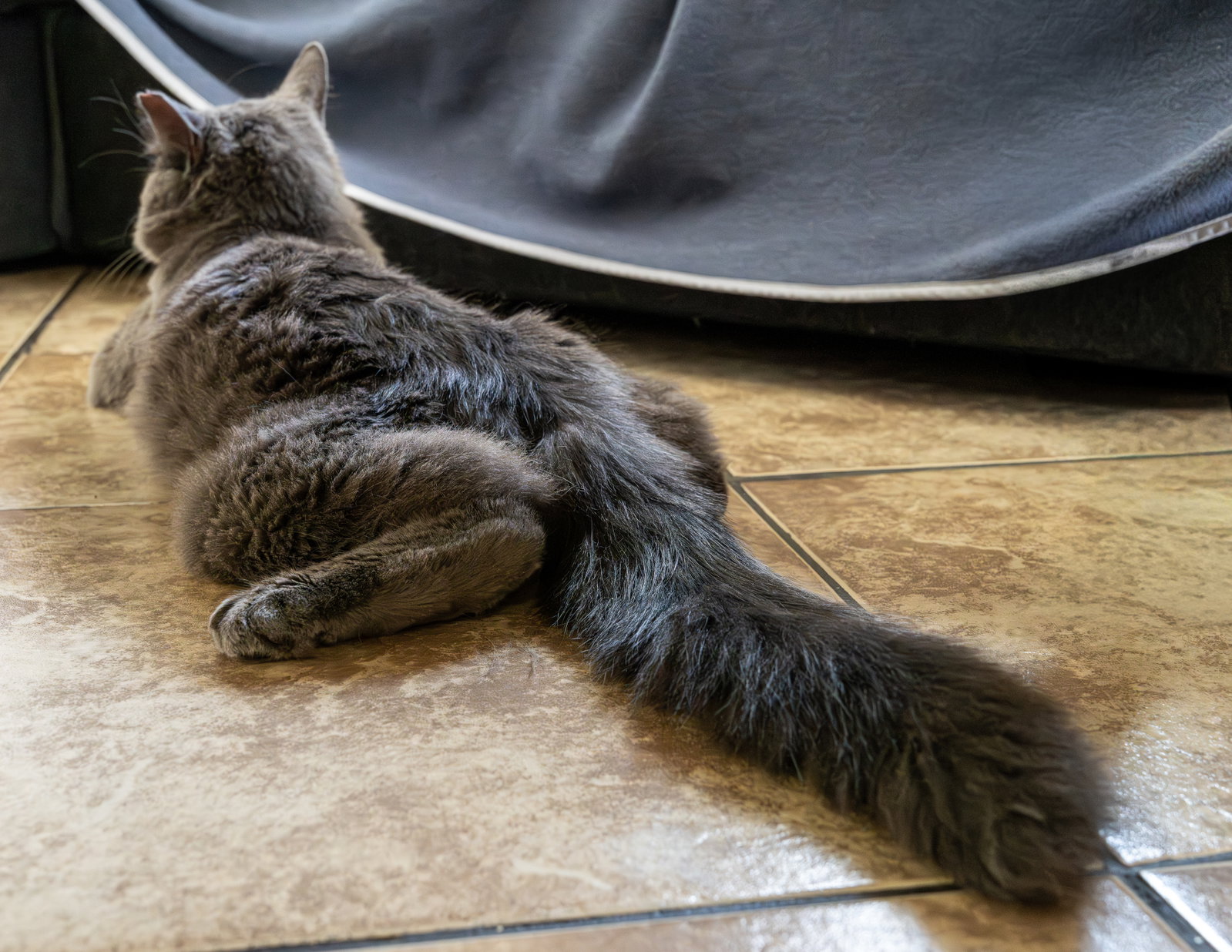 Baloo, photo 13