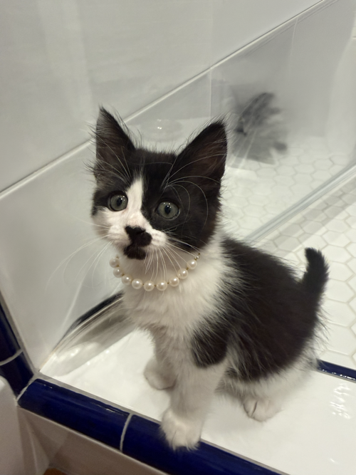 Macys, an adoptable Domestic Medium Hair in San Jose, CA
