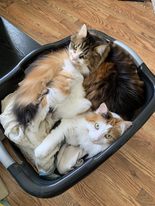 Tilly & Willow (Courtesy Post), an adoptable Domestic Long Hair in San Jose, CA