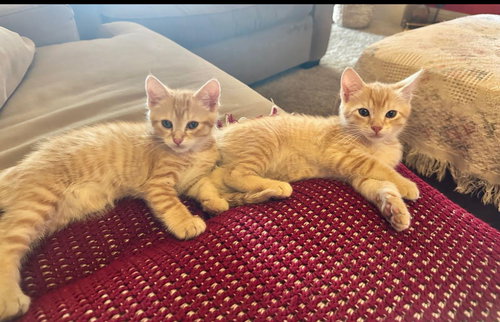 Odin & Olive (Courtesy Post), an adoptable Domestic Short Hair in San Jose, CA