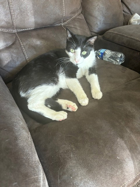 Willy (Courtesy Post), an adoptable Domestic Long Hair in San Jose, CA