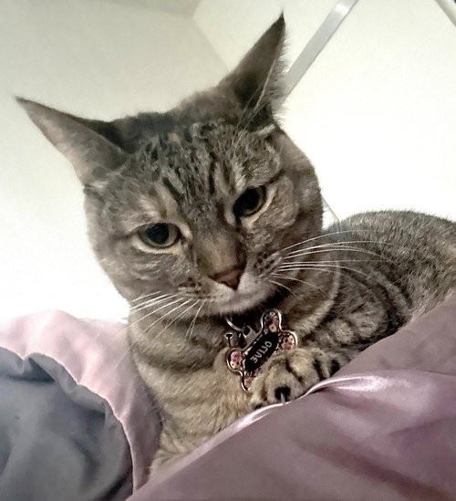 Olive (Courtesy Post), an adoptable Domestic Short Hair in San Jose, CA