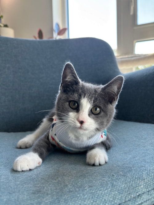Surfer Girl, Baby Domestic Short Hair / Tuxedo / Mixed (short coat), cat for adoption in Brentwood, California