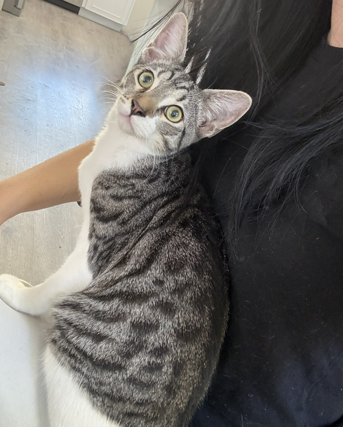 Atlas Baby, a cat for adoption from The Dancing Cat