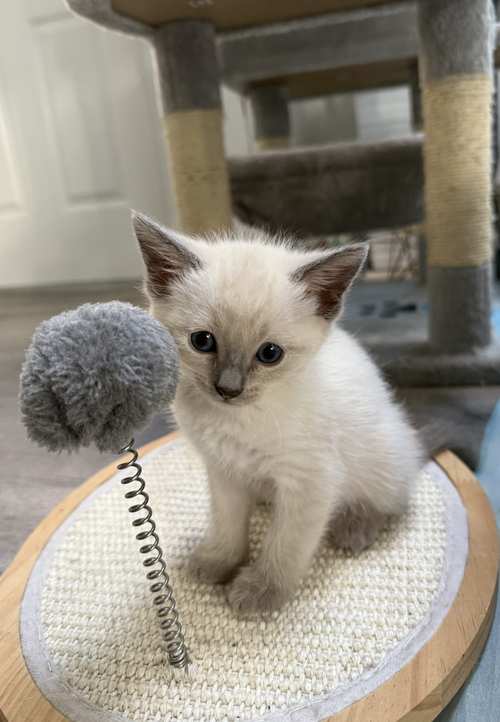 Ivory Baby bonded w/Snow, Baby Domestic Short Hair / Siamese / Mixed (short coat), cat for adoption in Oakley, California
