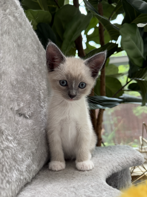 Snow Baby bonded w/ Ivory, Baby Domestic Short Hair / Siamese / Mixed (short coat), cat for adoption in Oakley, California