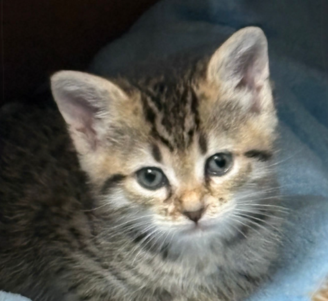 Sarge (bonded w/ Carly), Baby Domestic Short Hair / Mixed (short coat), cat for adoption in Oakley, California