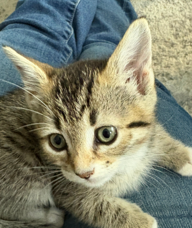 Sargie, photo 14
