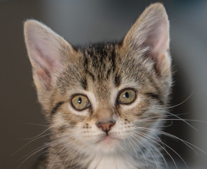 Sarge (bonded w/ Carly), an adoptable Domestic Short Hair in San Jose, CA