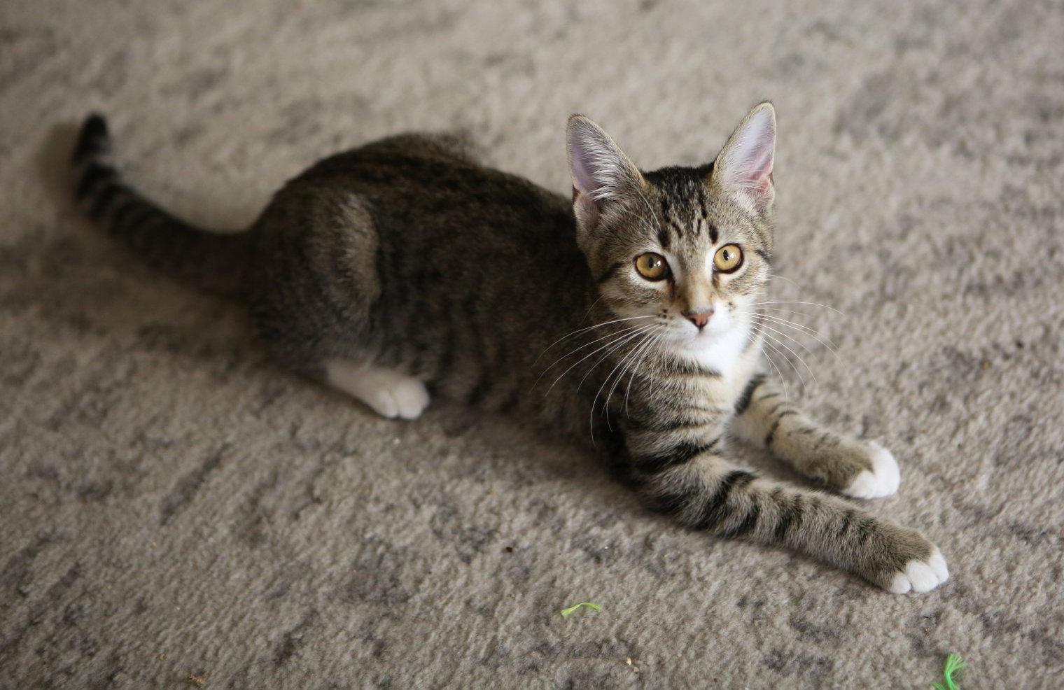 Sargie, photo 9