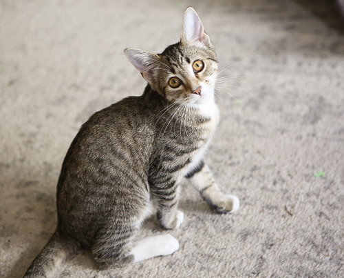 Sargie, Domestic Short Hair / Mixed (short coat)