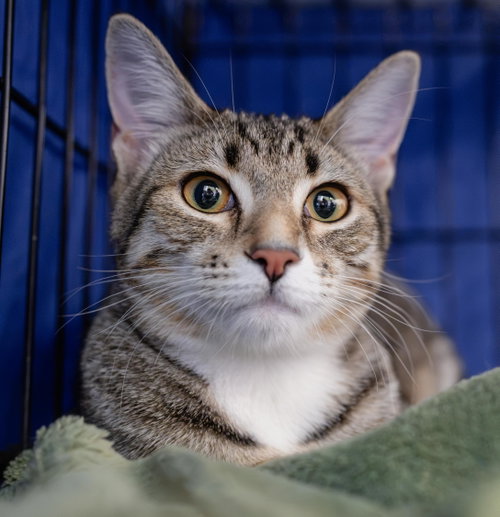 Sargie, a cat for adoption from The Dancing Cat