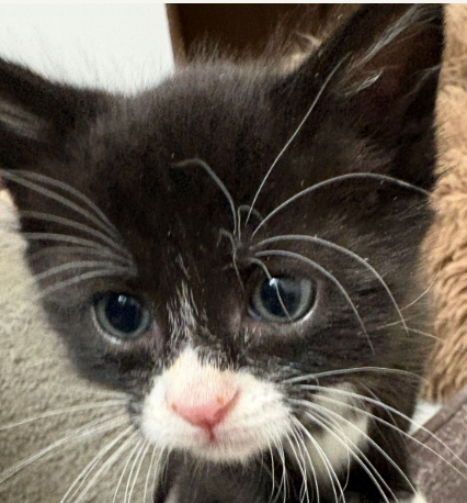 Carly (bonded w/ Sarge), Baby Domestic Short Hair / Mixed (short coat), cat for adoption in Oakley, California