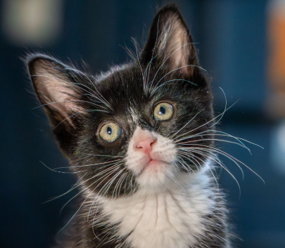 Carly (bonded w/ Sarge), an adoptable Domestic Short Hair in San Jose, CA