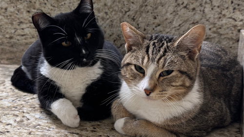 Pepper & Angel (Courtesy Post), Adult Domestic Short Hair / Mixed (short coat), cat for adoption in Oakley, California