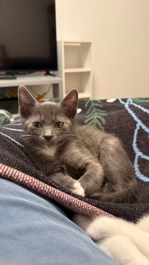 Pembry (bonded w/ Tocho), an adoptable Domestic Short Hair in San Jose, CA