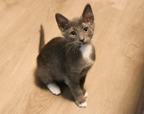 Pembry (bonded w/ Tocho), Baby Domestic Short Hair / Russian Blue / Mixed (short coat), cat for adoption in Brentwood, California
