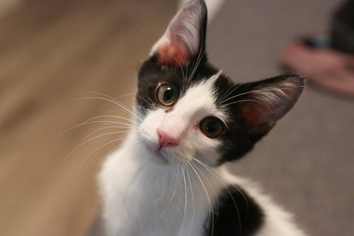 Tocho (bonded w/Pembry), Baby Domestic Short Hair / Mixed (short coat), cat for adoption in Brentwood, California