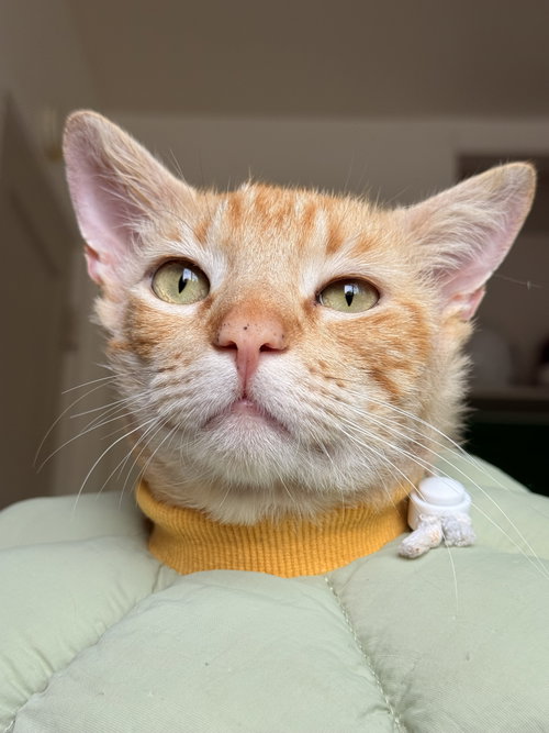 Manuka, an adoptable Domestic Short Hair in San Jose, CA