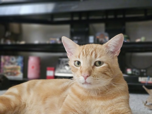 Manuka, a cat for adoption from The Dancing Cat
