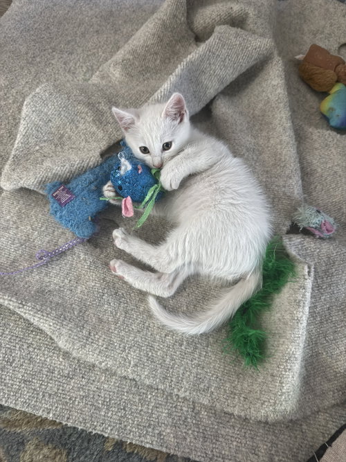 Kadabra (bonded w/Abra), Baby Domestic Short Hair / Mixed (short coat), cat for adoption in Brentwood, California