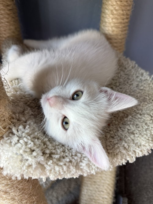 Abra (bonded w/Kadabra), an adoptable Domestic Short Hair in San Jose, CA