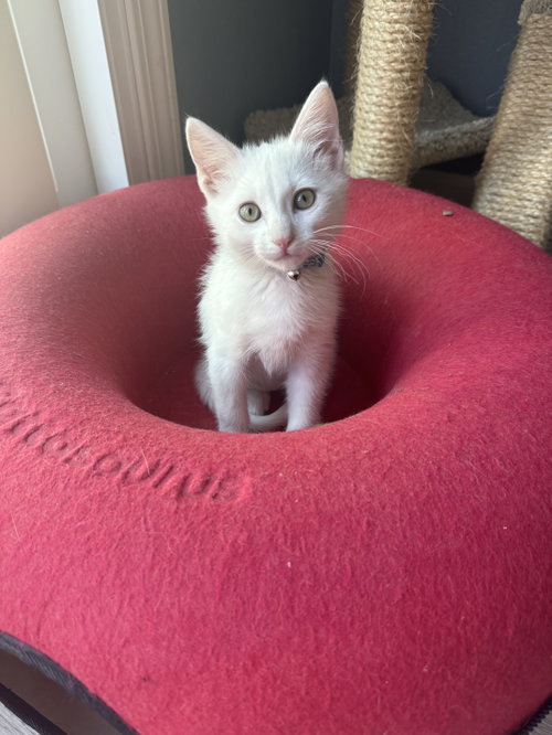 Abra (bonded w/Kadabra), Baby Domestic Short Hair / Mixed (short coat), cat for adoption in Santa Clara, California